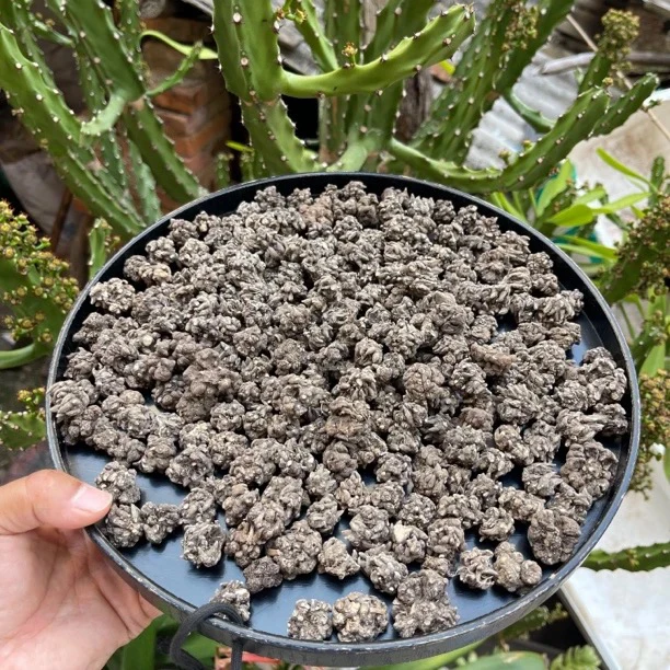 （完整）猫-爪_草 云南赶集现收山货