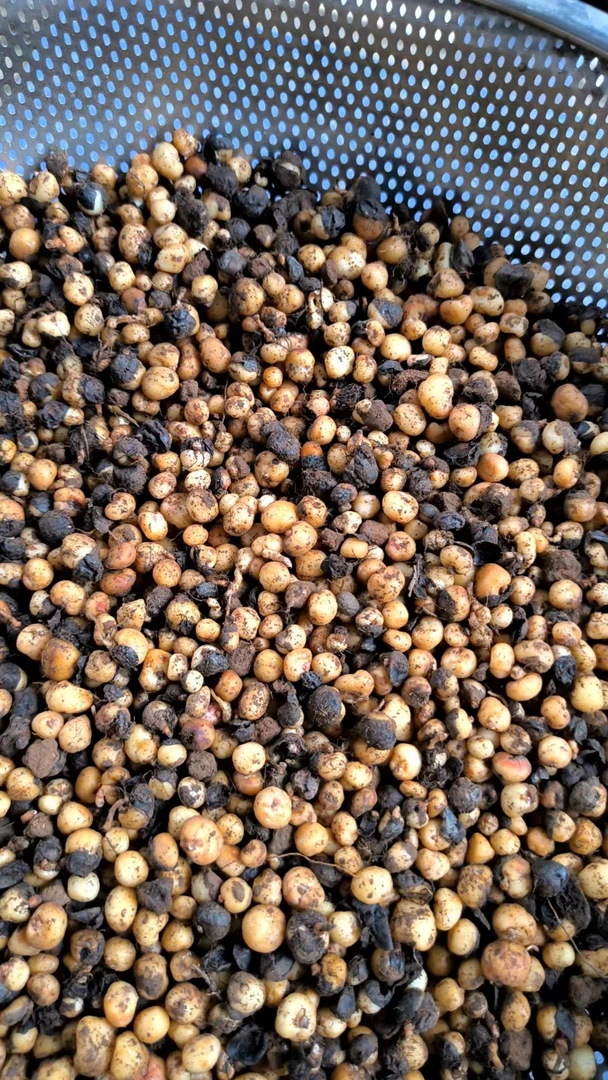 新鲜地下明珠 落地珍珠 矛膏菜 250克一份新鲜货