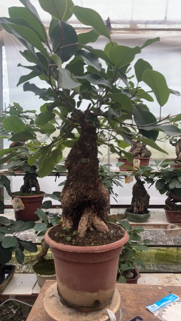 精品老桩大叶榕一物一拍27号