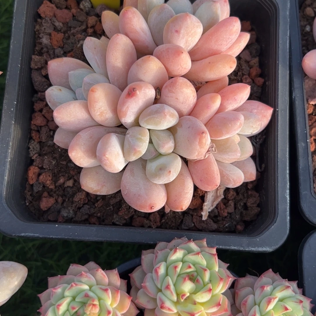 香水多肉植物保护研究所