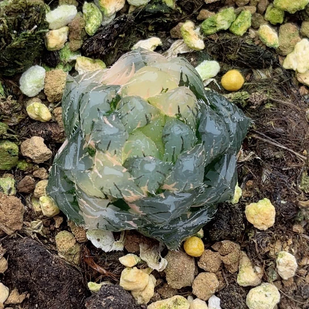 25冰灯毛玉露锦福利专场