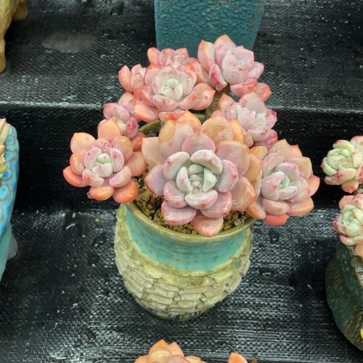 鱼****ᵉ弥鹿之森一物一图