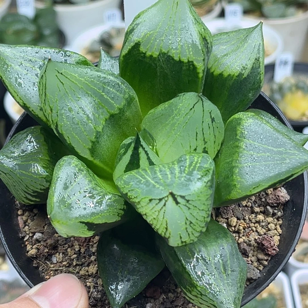 145裹班若头家多肉十二卷