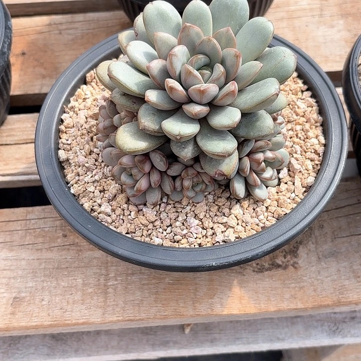 多肉植物，葡萄一颗