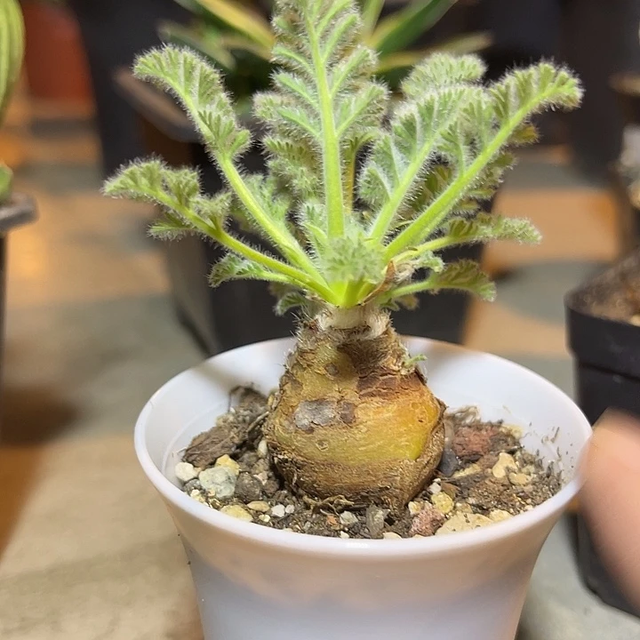 无花朵实生羽叶洋葵块根