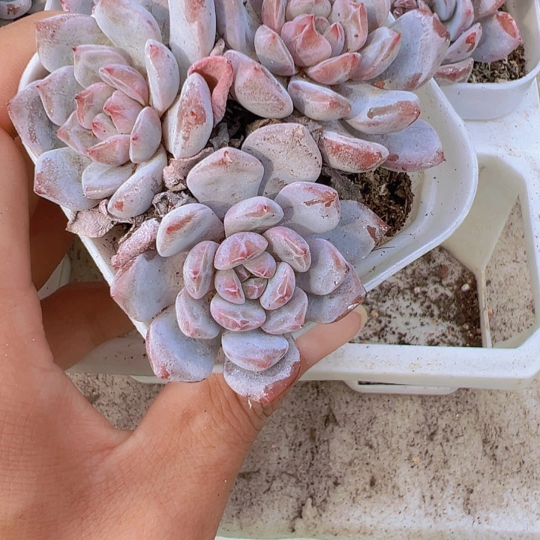 星星橙群19包邮多肉