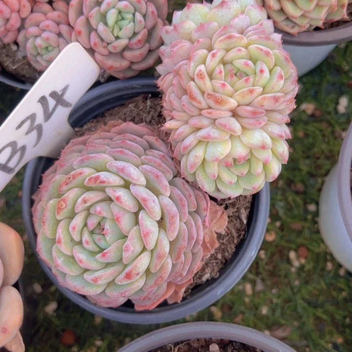 健健康康平平安安