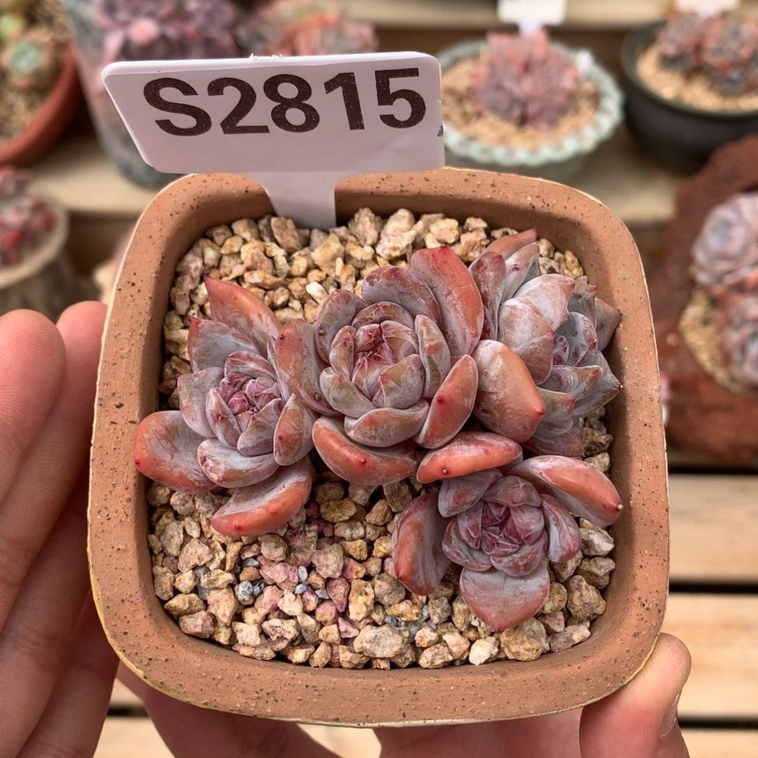 S2815 开播福利 老桩星影 无砍 8cm