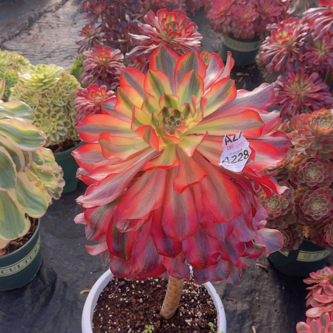 嘿*精品多肉植物228