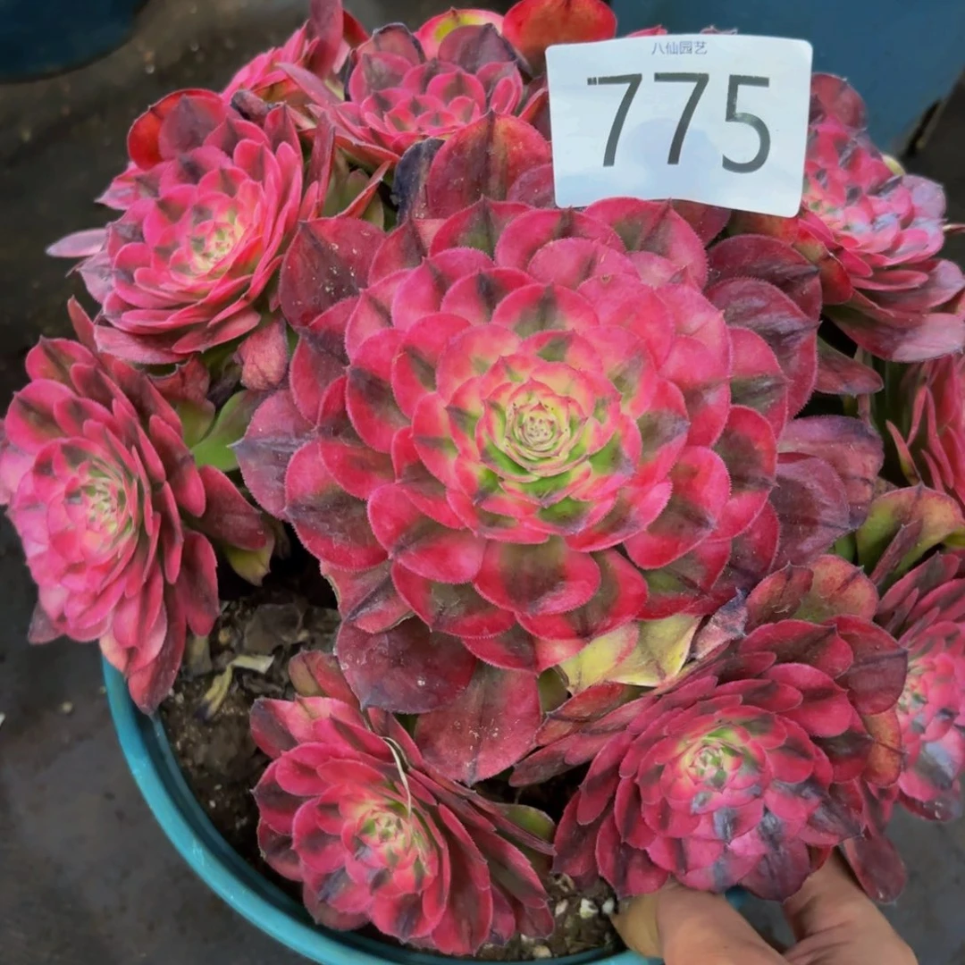 775多肉植物荔枝特价