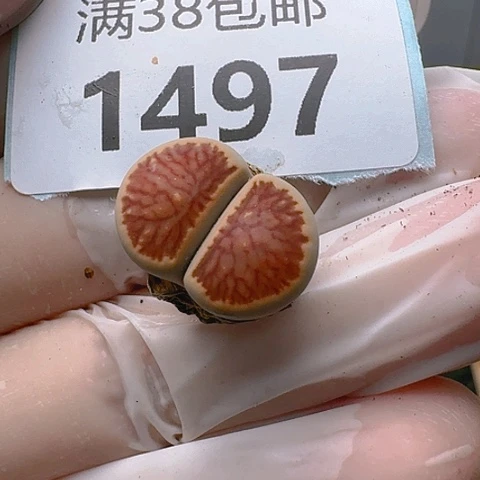 1497红菊窗菊花纹脱土发货