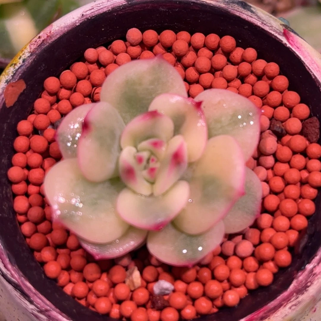 尚品特价三文鱼锦头盖