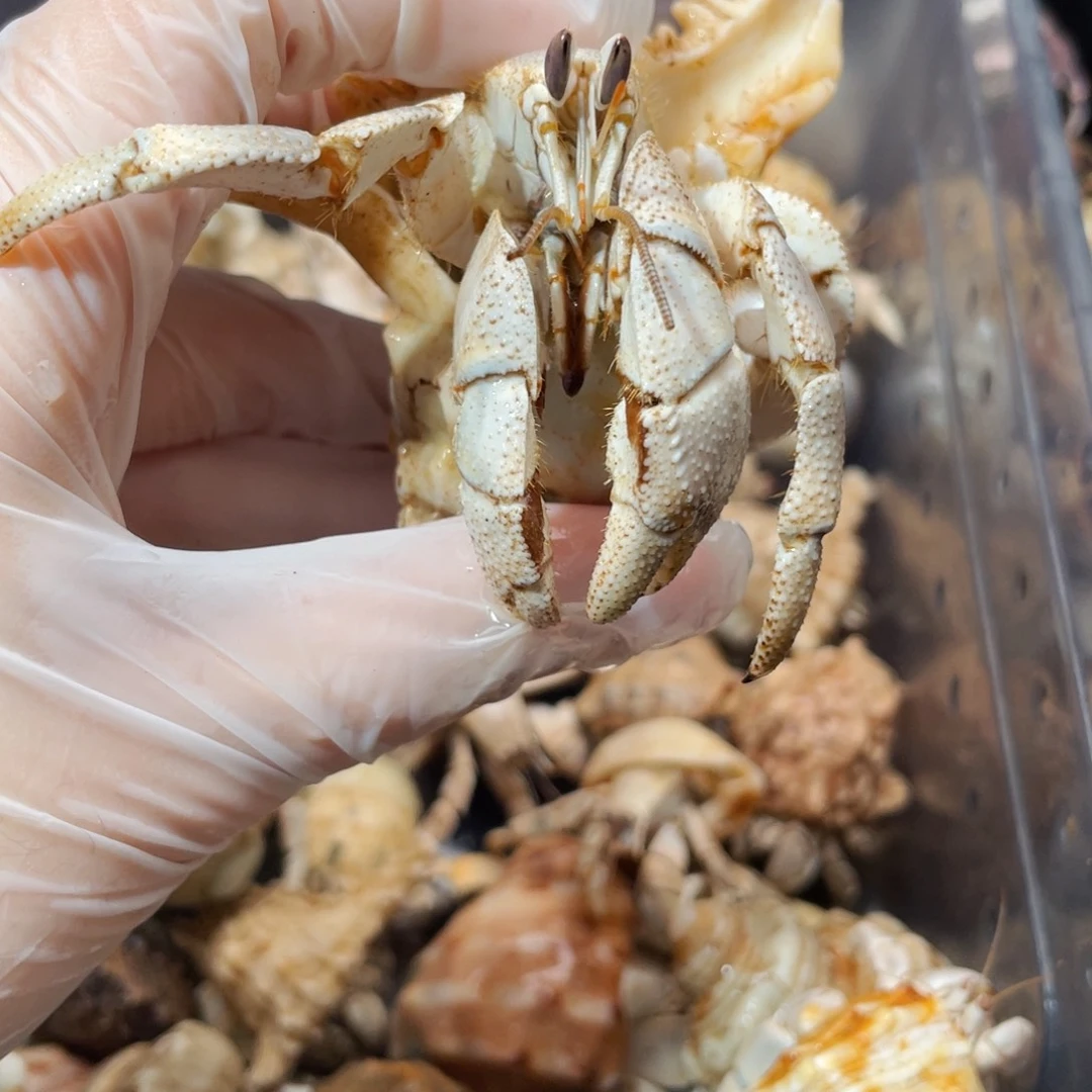 蜗居异宠寄居蟹，红海少腿