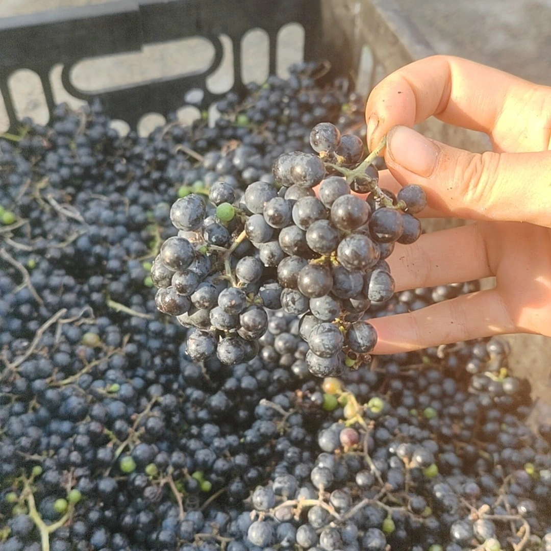 新鲜野葡萄晒干可以泡酒泡茶喝十斤新鲜晒干