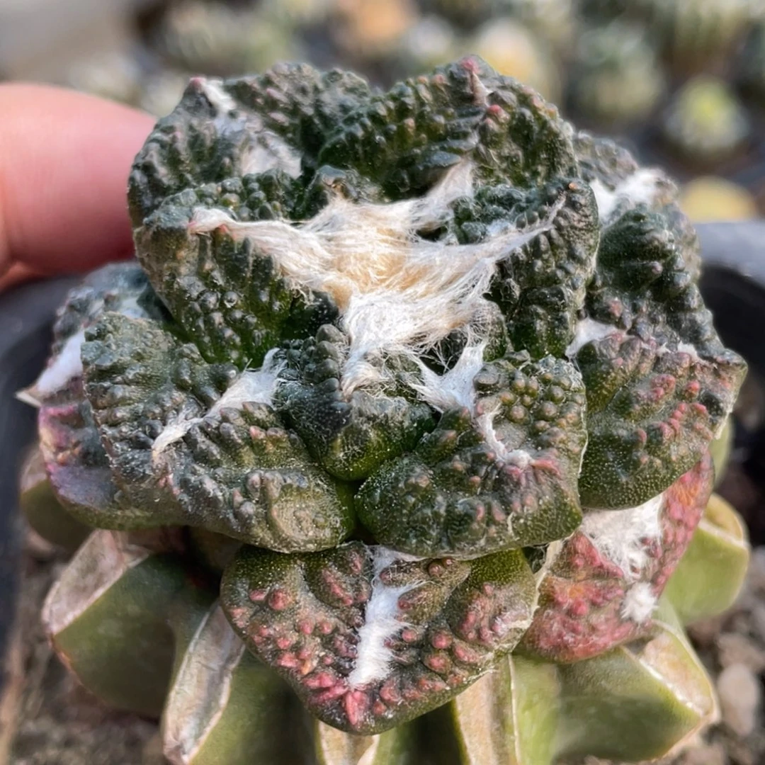 全部花朵花斑龟甲锦025 仙人球