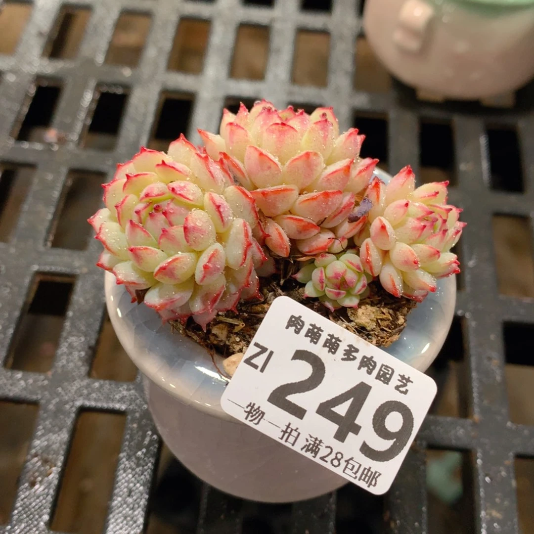 肉萌萌拇指盆精控多肉ZI249