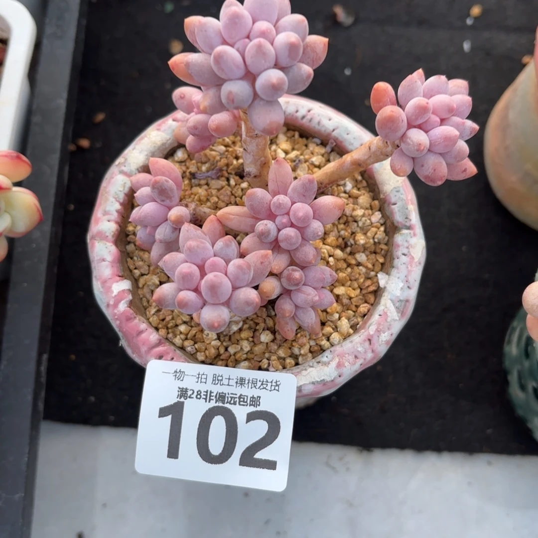 婴儿手指老桩无盆土发货