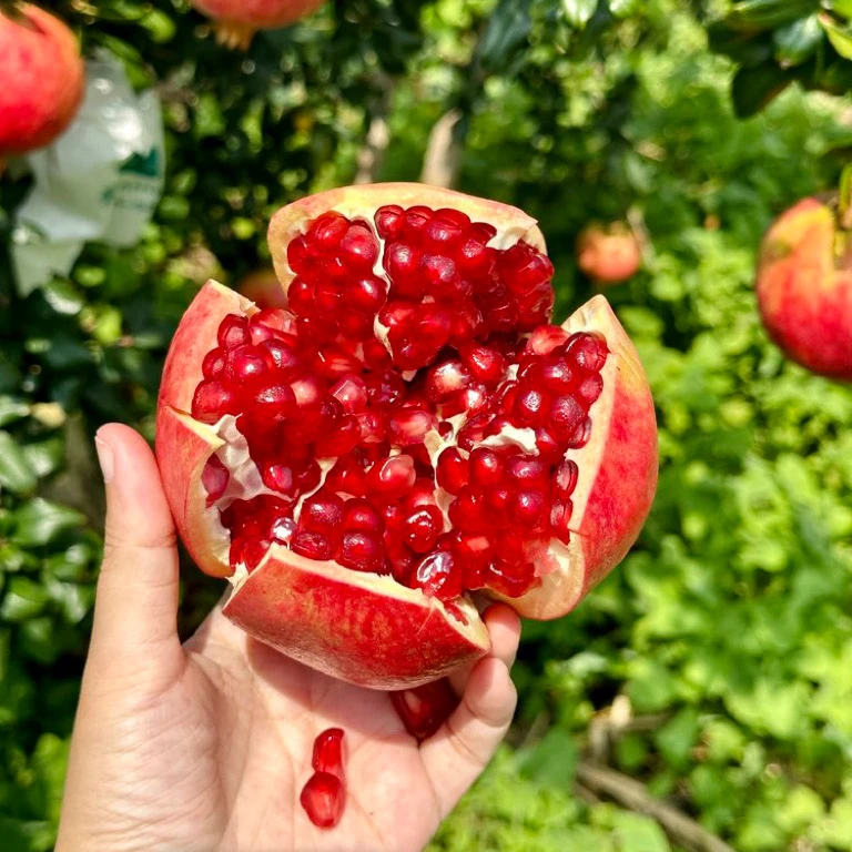 四川大凉山 突尼斯软籽石榴 果味浓郁 甜度优秀 接受对比 5斤顺丰