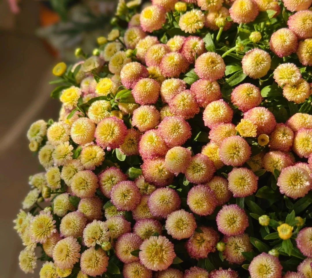 球菊千头菊《猫眼》2加仑盆栽花苗易爆盆好养耐热耐寒花期长花苞多