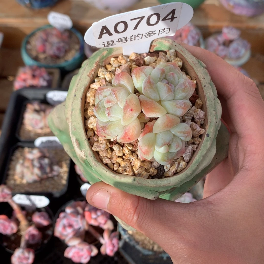 A0704 冰玉 迷你号 无砍 5cm