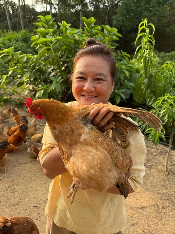 广东阳春农村自家走地鸡母鸡土鸡 省内顺丰包邮 净重2.5～3.5斤