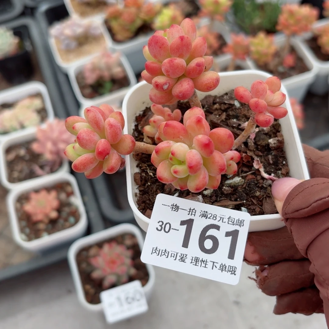 香格里拉无盆土发货无盆土发货无