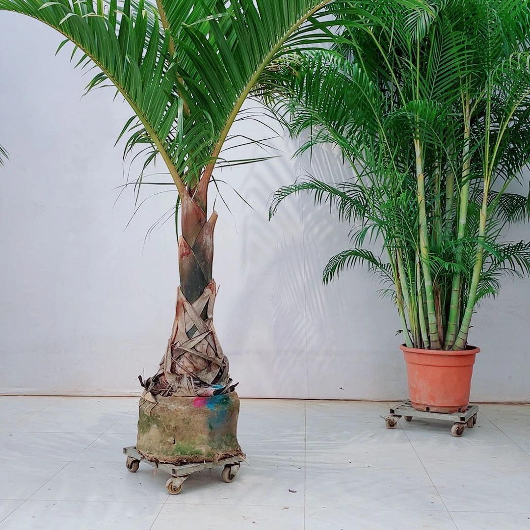 穷*！2356788999000