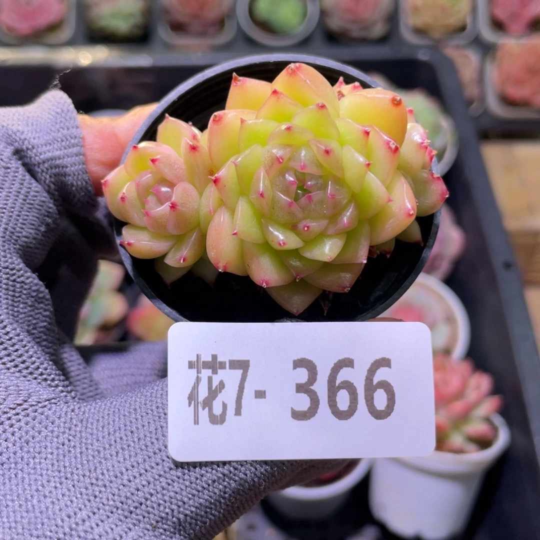 花利美7-366麦秆