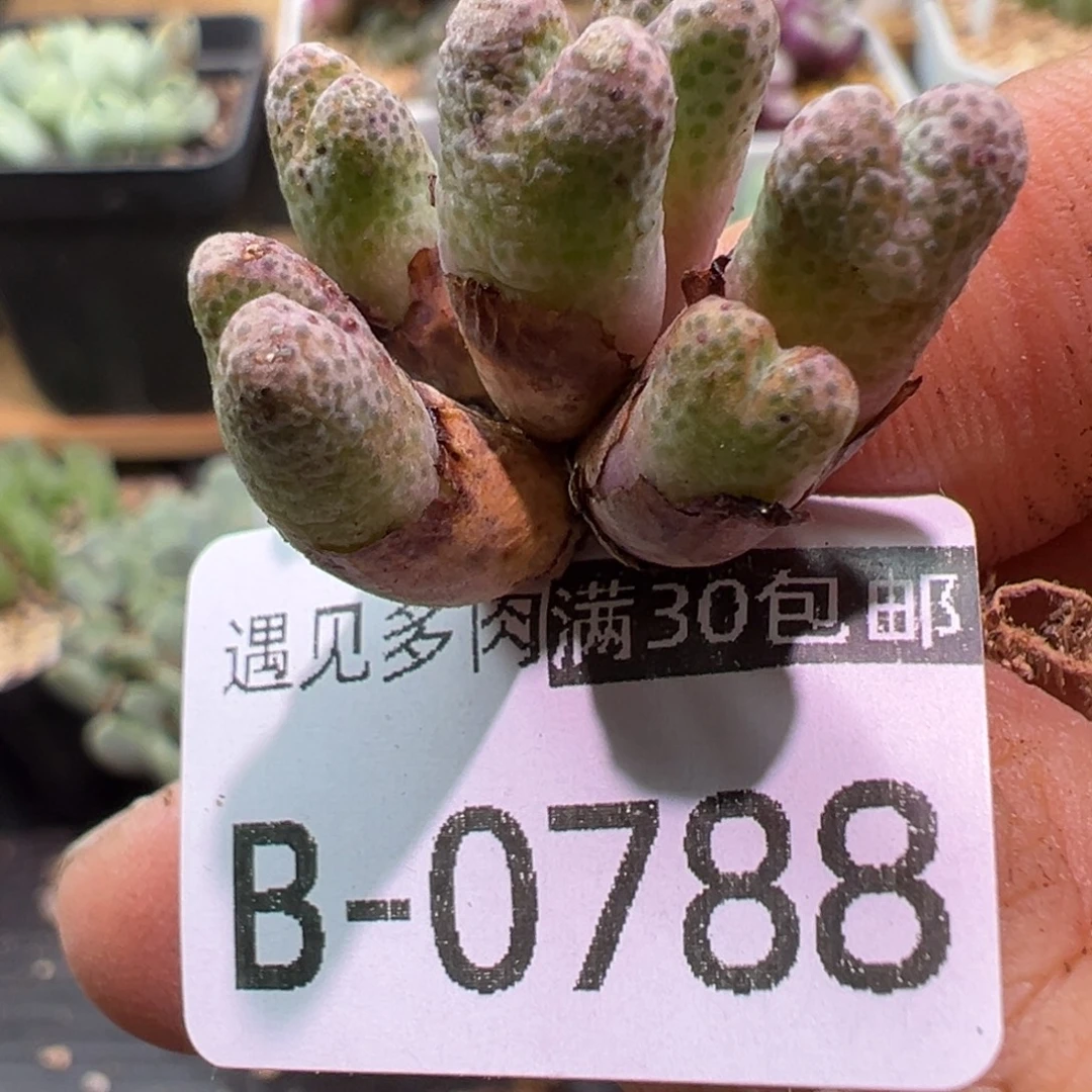 多肉植物1111111111111
