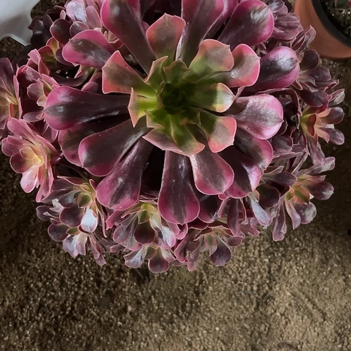 天***梦多肉植物寄养发货锦……