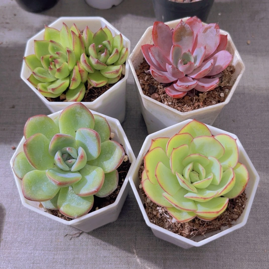 月亮石。泡芙。牡丹亭。赫拉