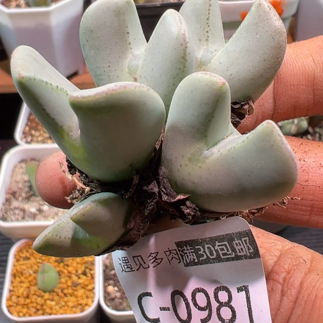 多肉植物1111111111111