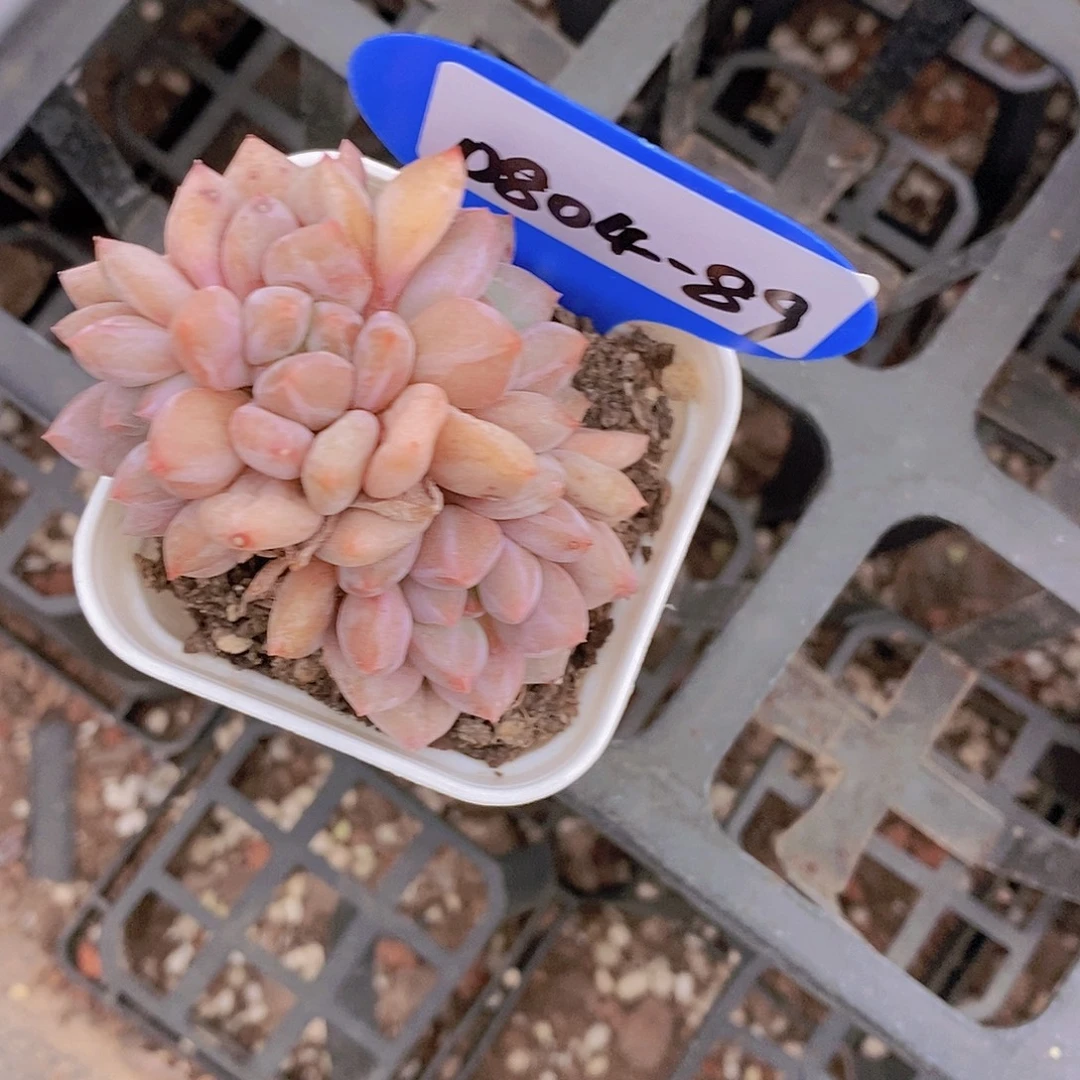 V***n0804-89-专拍半夏福利一颗