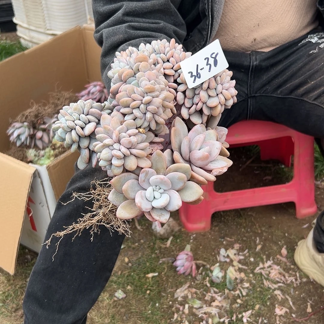 黄***?36-38粉兔缀多肉寄养