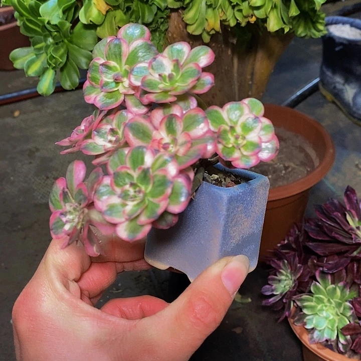纳福多肉植物法师砍过