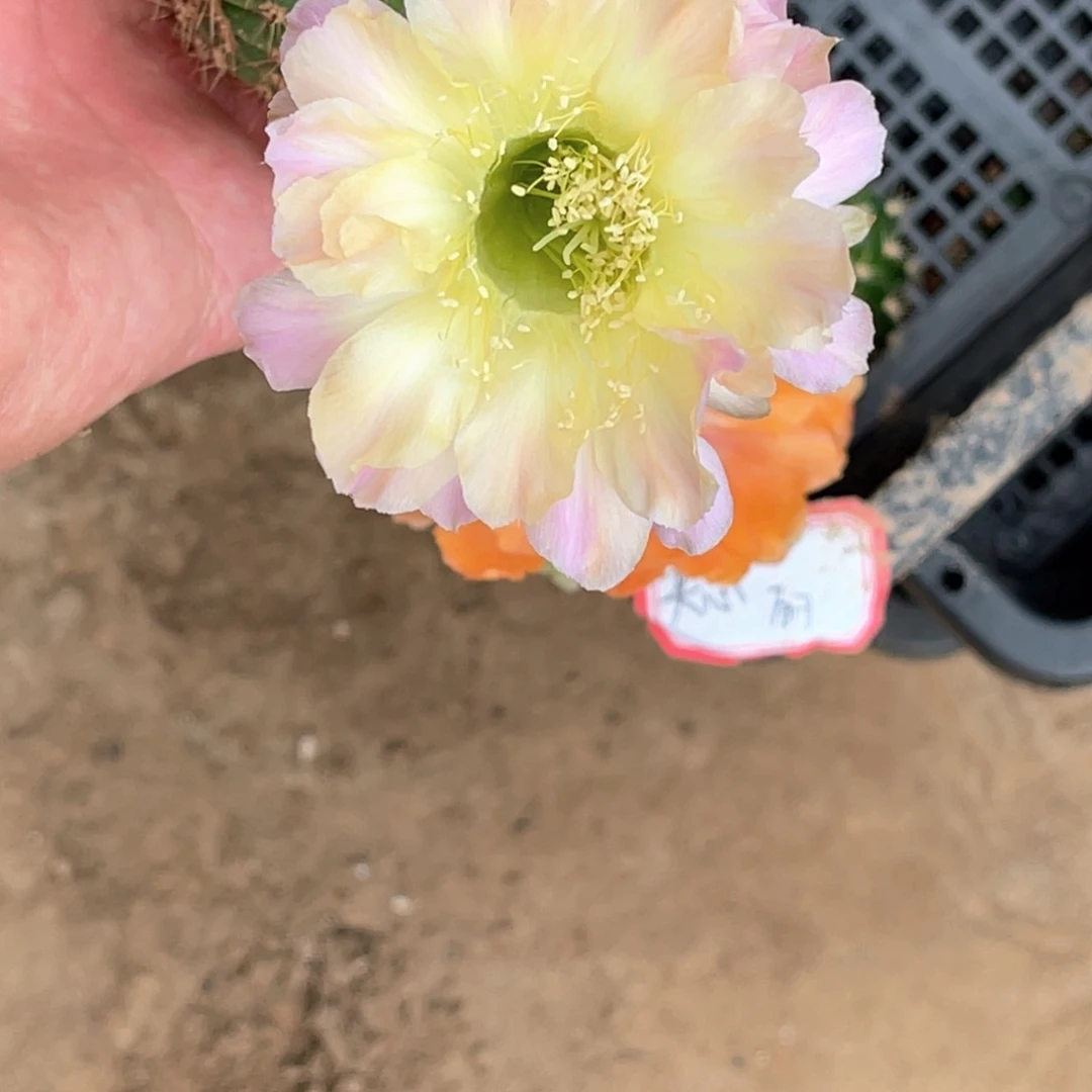 彩 水蜜桃侧芽 歪 满20包邮5公分