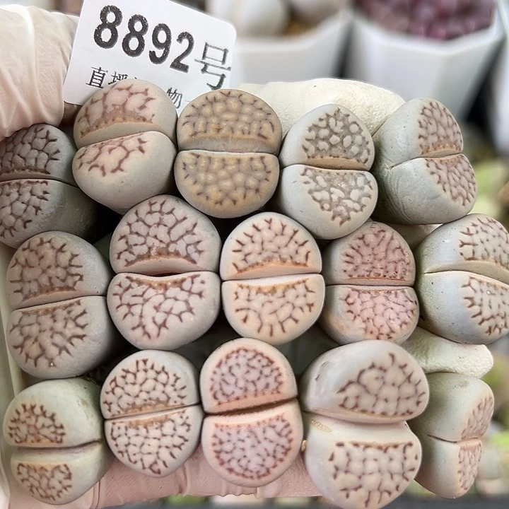 8892 好养易活生石花大母本15个