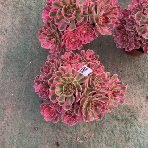 暖***心685粉女巫手捧多肉