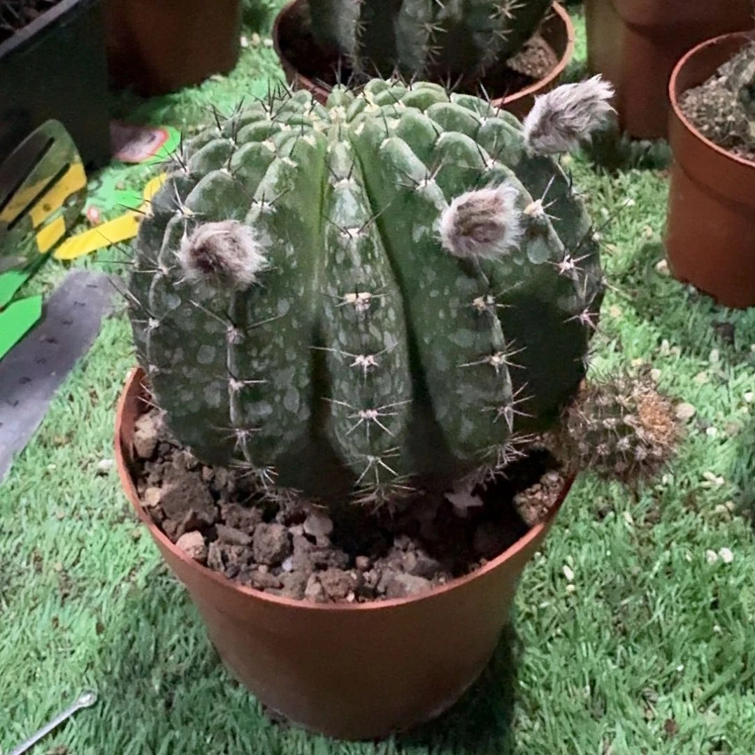 记***山脉天际线一颗，花色超美