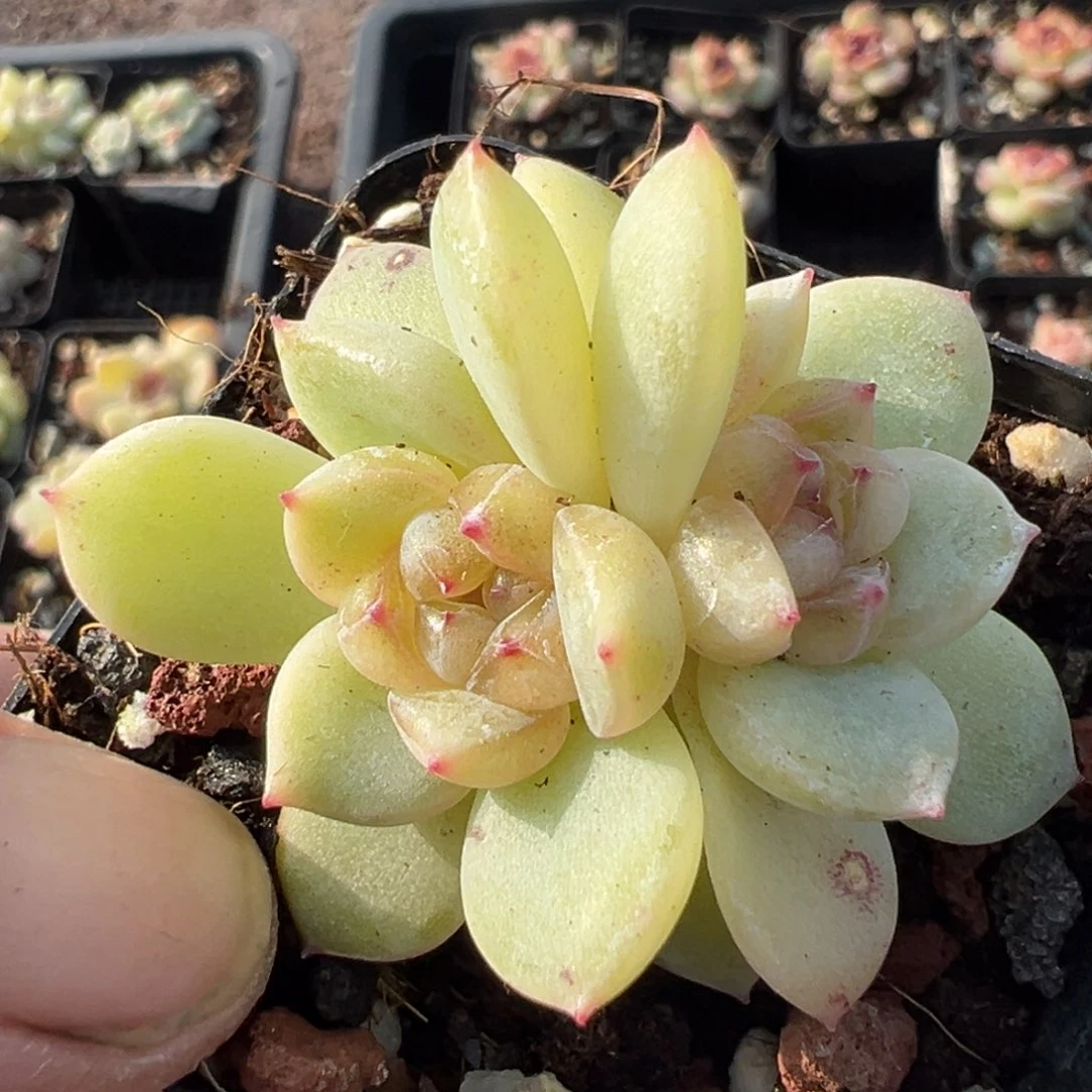 b****e小卡拉米糖心一物一拍29-120