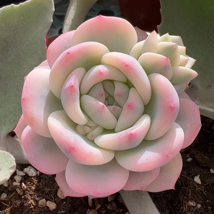 星影锦一物一拍锦龙