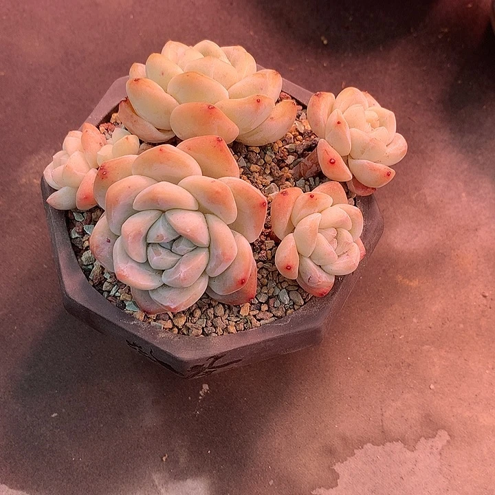 对*一物一拍，冰玉群老庄