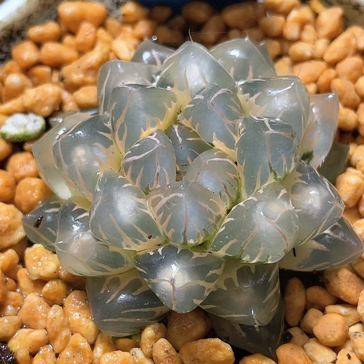 773超糊灯芯水中月锦
