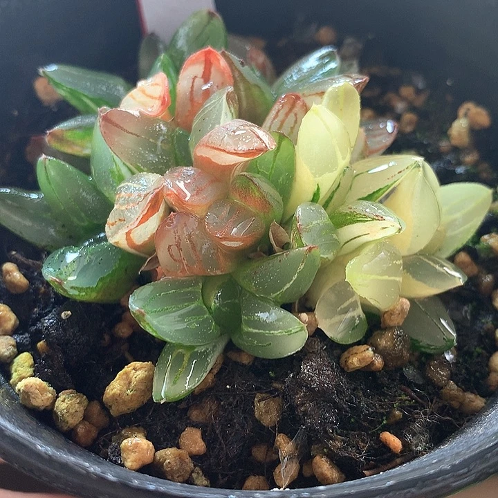 48号群生冰城寿锦带盆土