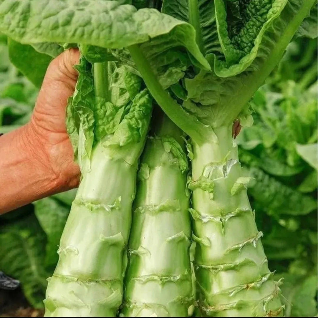 现砍现发莴笋9.9净重5斤一箱