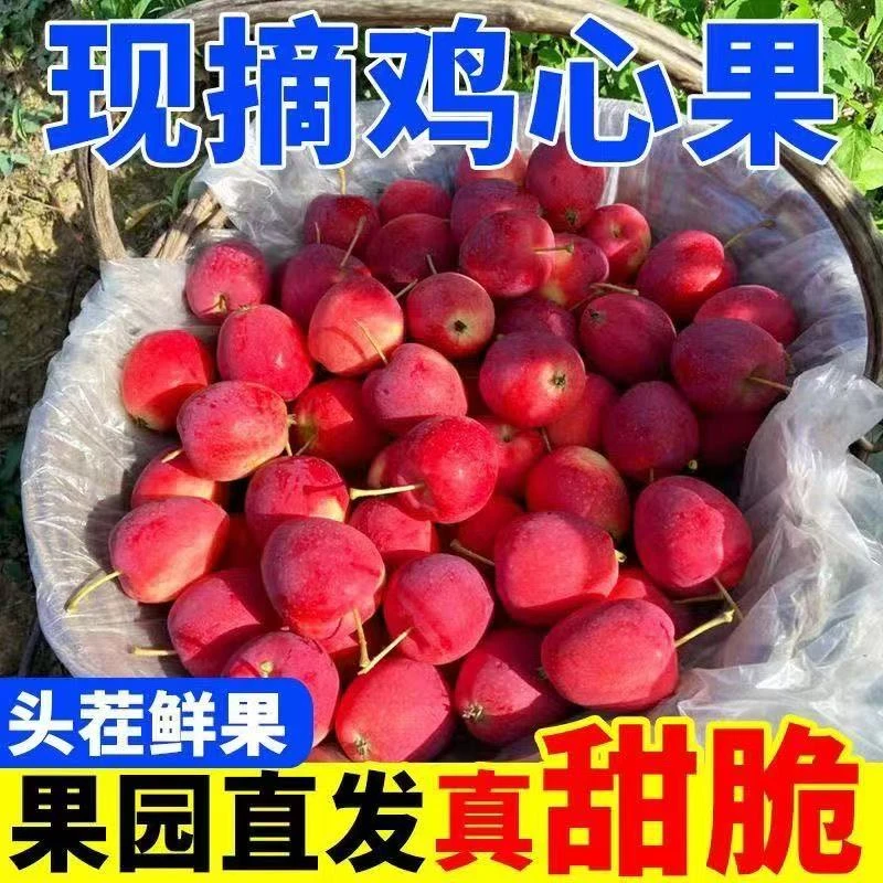 【XY专属】东北特产鸡心果新鲜采摘脆甜多汁应季水果现摘现发