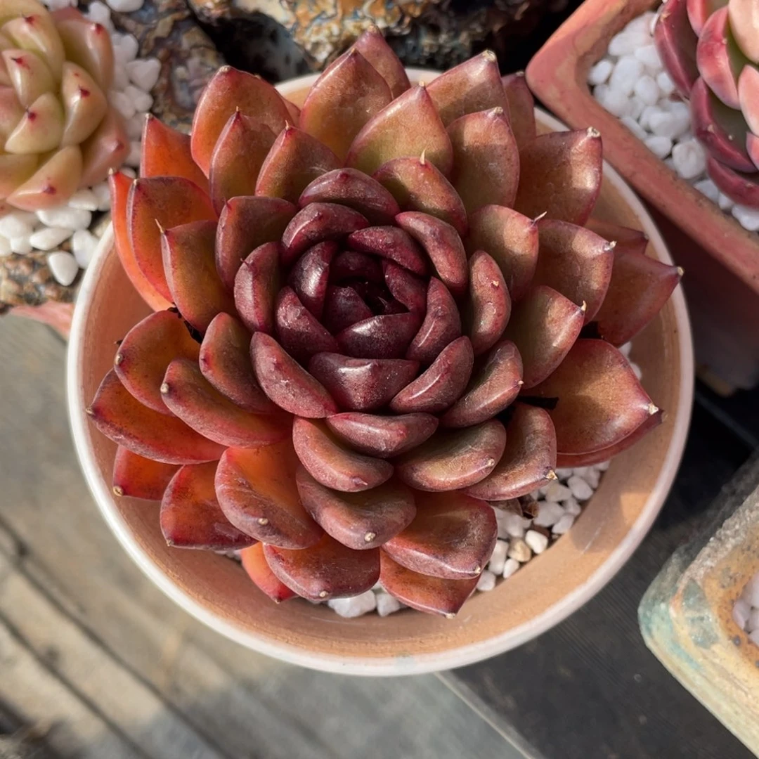 多肉植物盆栽多肉