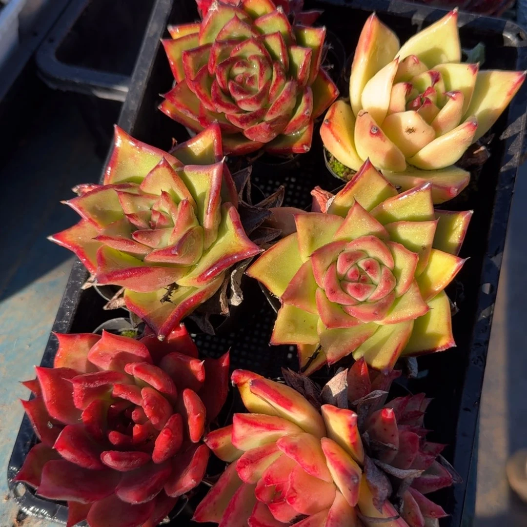 从前慢多肉精选编号1117.9