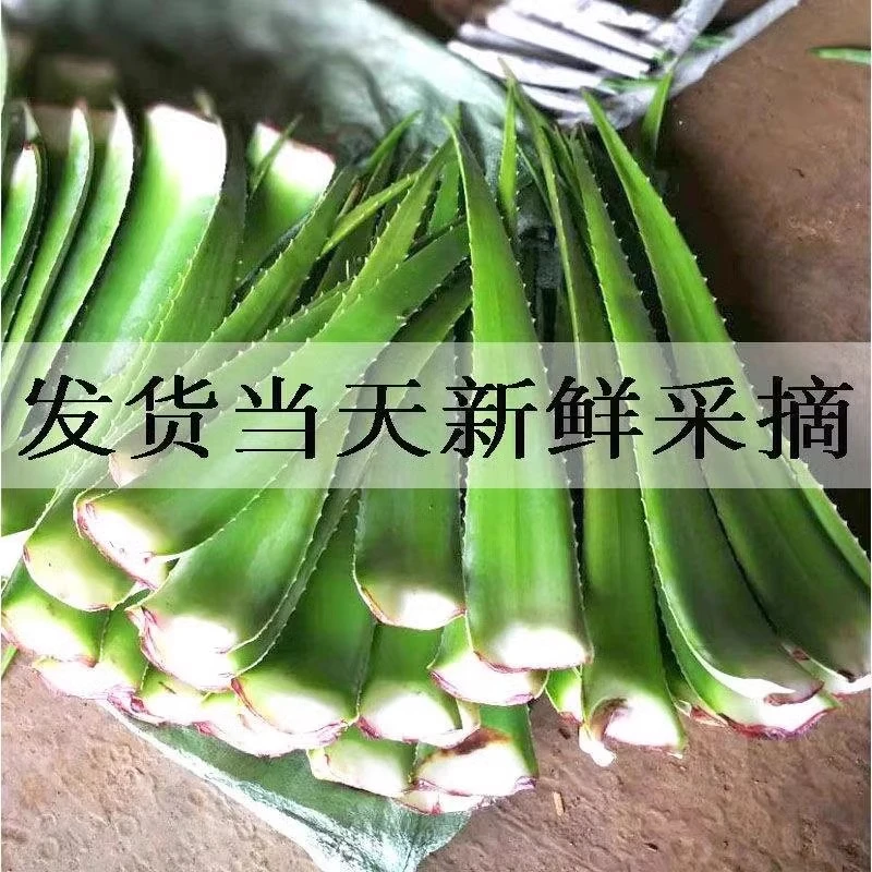 库拉索芦荟盆栽植物美容新鲜芦荟可食用灌肤美容院室内绿植大