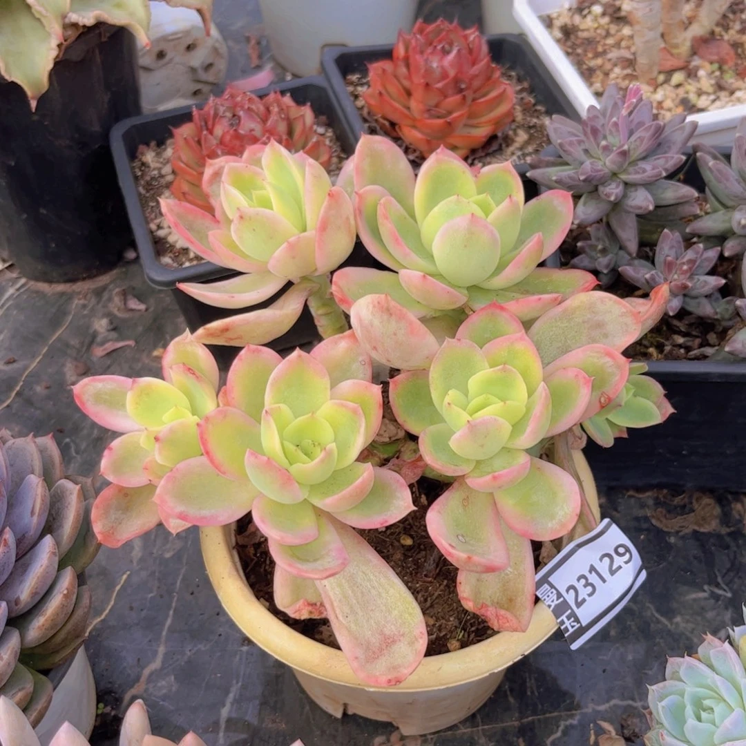 乔伊锦多肉植物23129